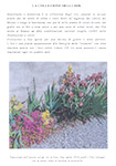 Piante del cortile: anteprima 1