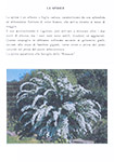 Piante del cortile: anteprima 3